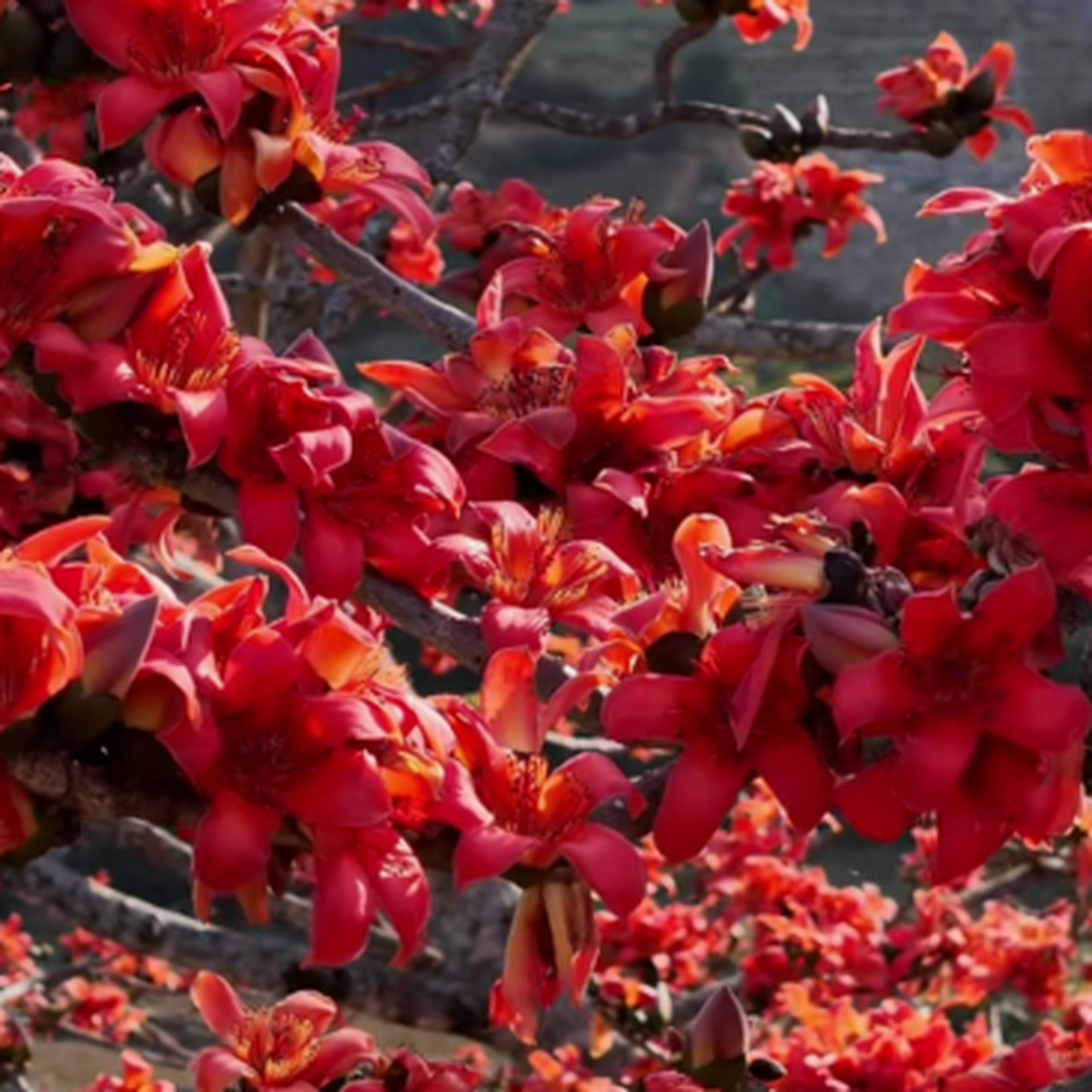 红木棉花图片