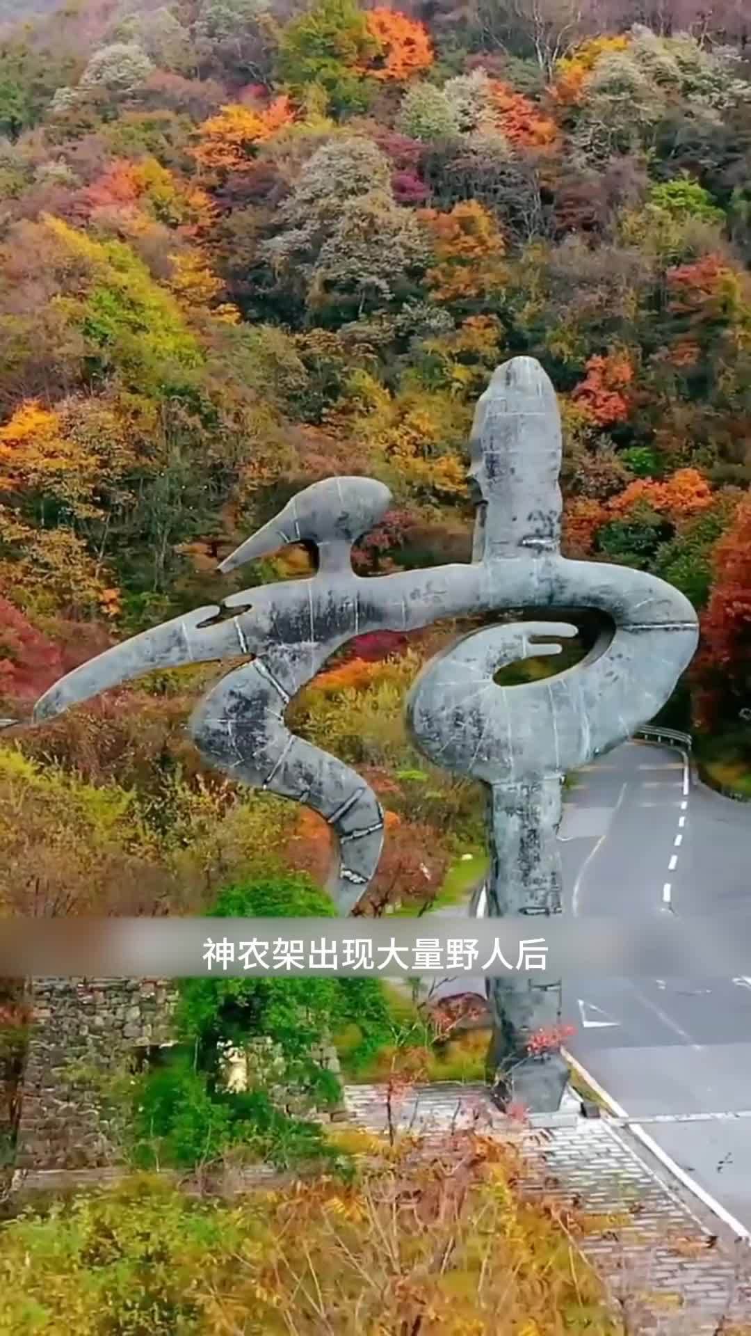 旅游推荐,神农架深处为何不让任何人进入