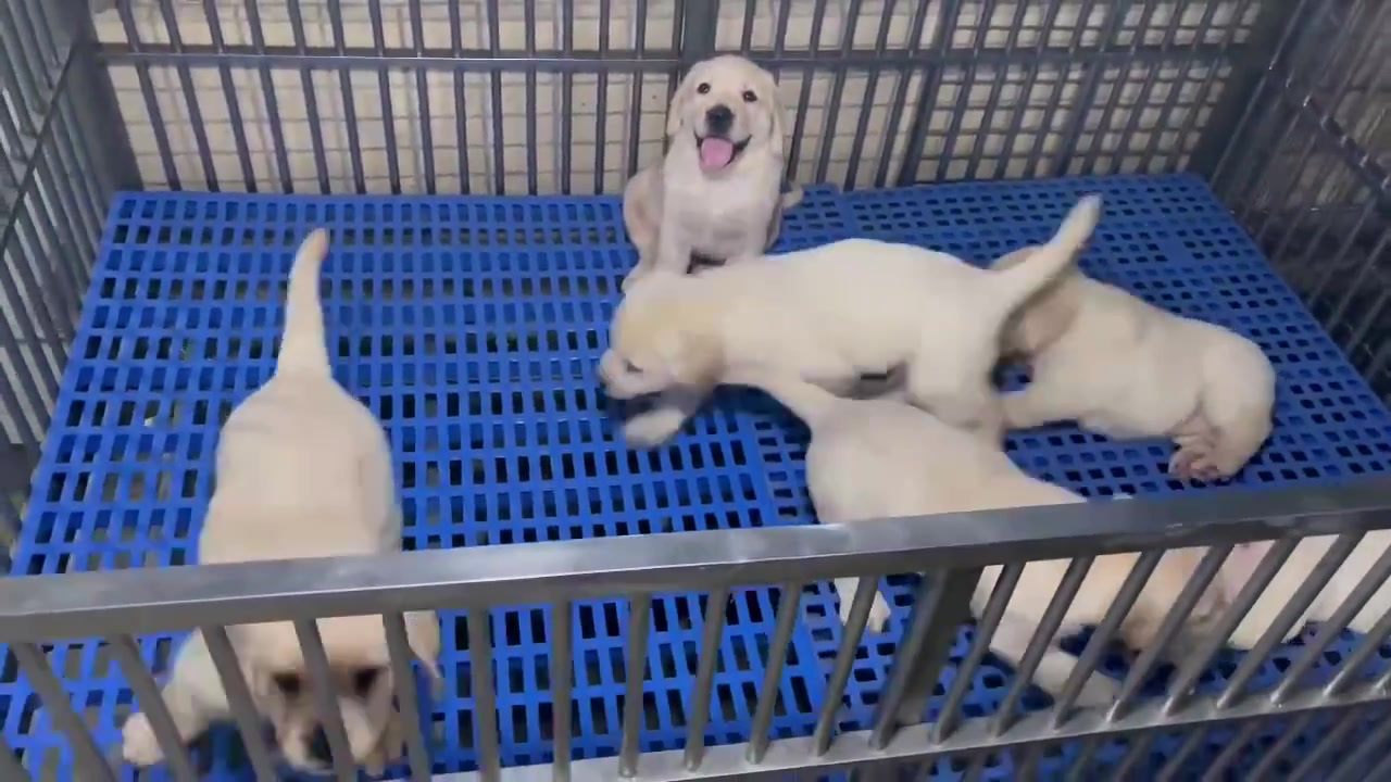 小拉拉幼犬,二个多月,包疫苗驱虫,包健康后障碍38