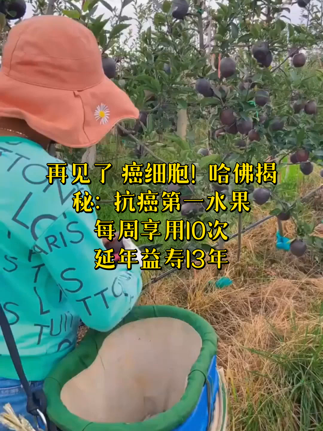 再见了癌细胞哈佛揭秘抗癌第一水果每周享用10次延年益寿13年