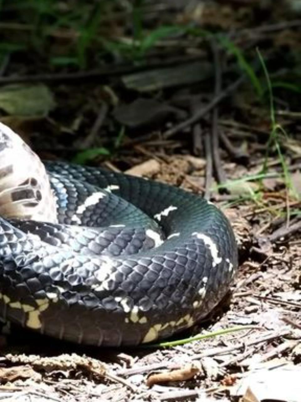 蛇中之王!王蛇巧妙击败铜斑蛇,巩固领地统治3