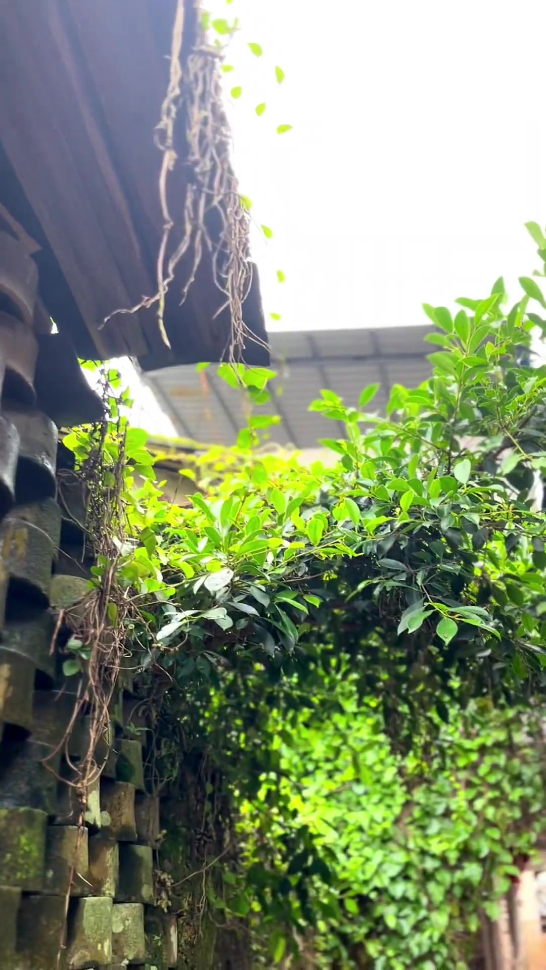 福建省宁德市蕉城区飞鸾镇碗窑村 是一个非常有特色