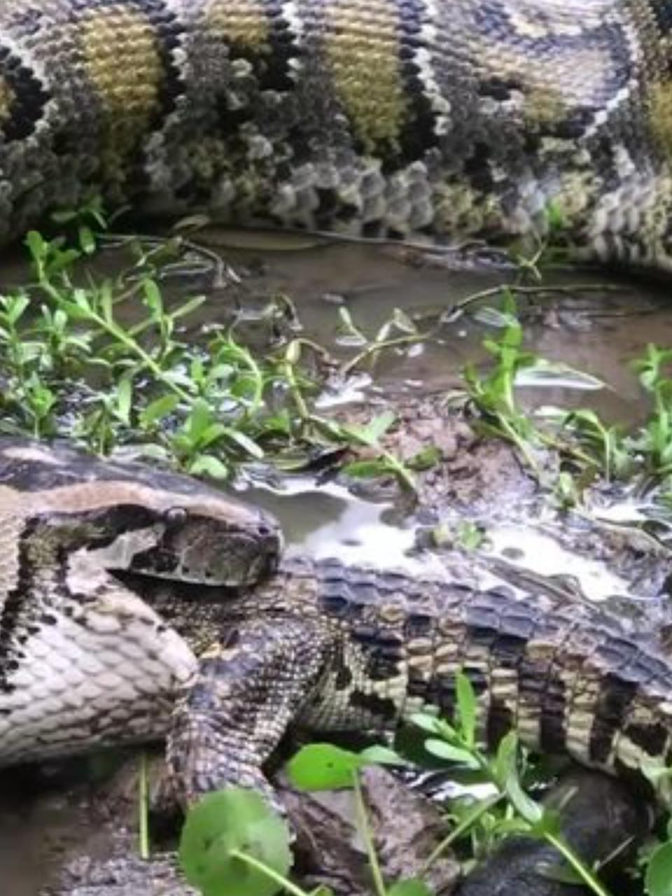 巨蟒吞鳄鱼!缅甸岩蟒展现惊人生存技能,一年不用吃饭!
