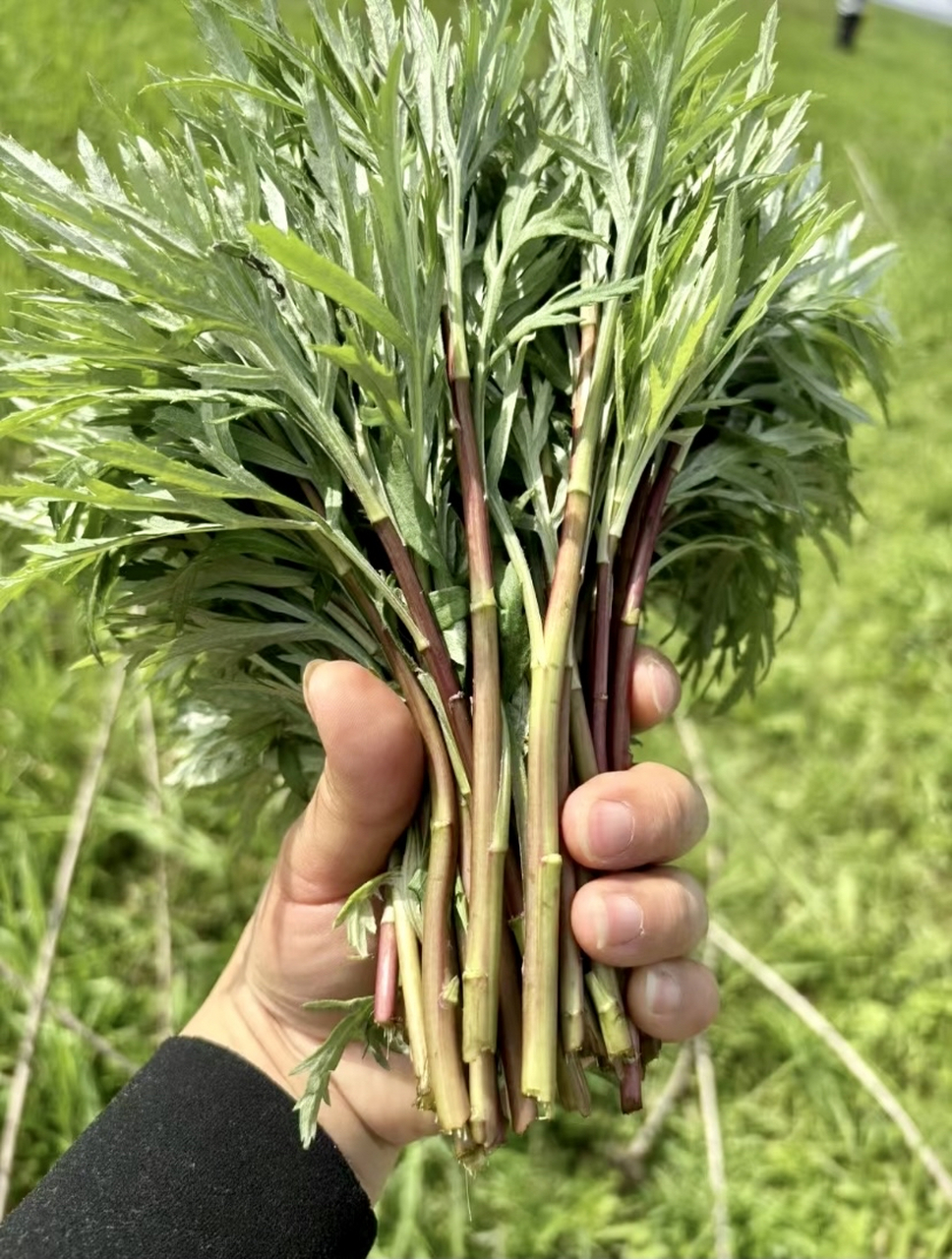 洞庭湖野菜藜蒿的图片图片