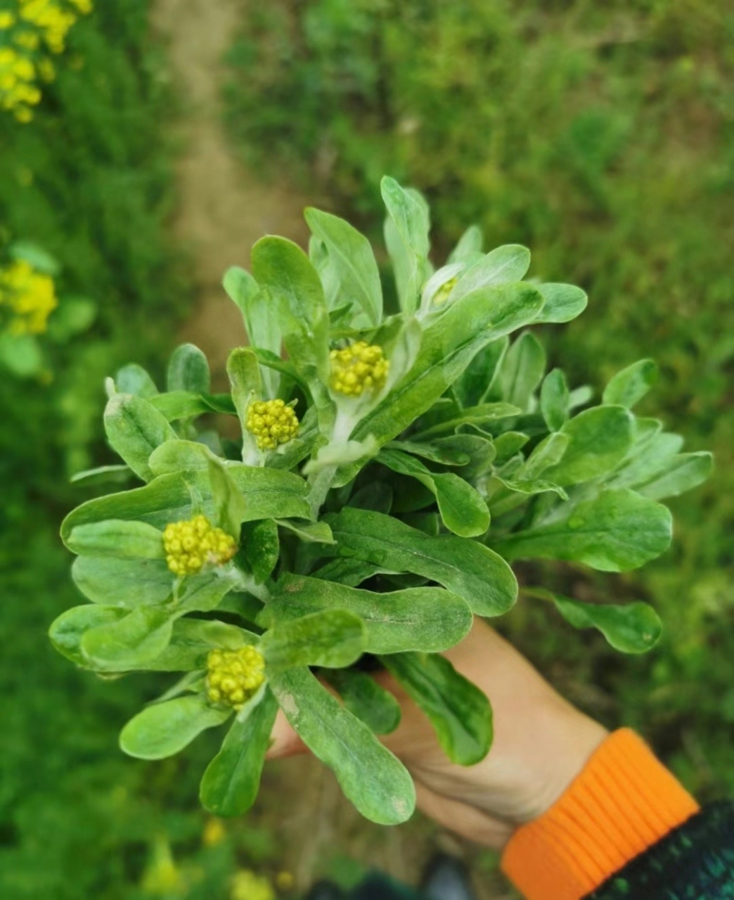 【  清明草 】 --- " 三月生,叶如鼠耳,和米捣作饼 "清明草也叫鼠麴草