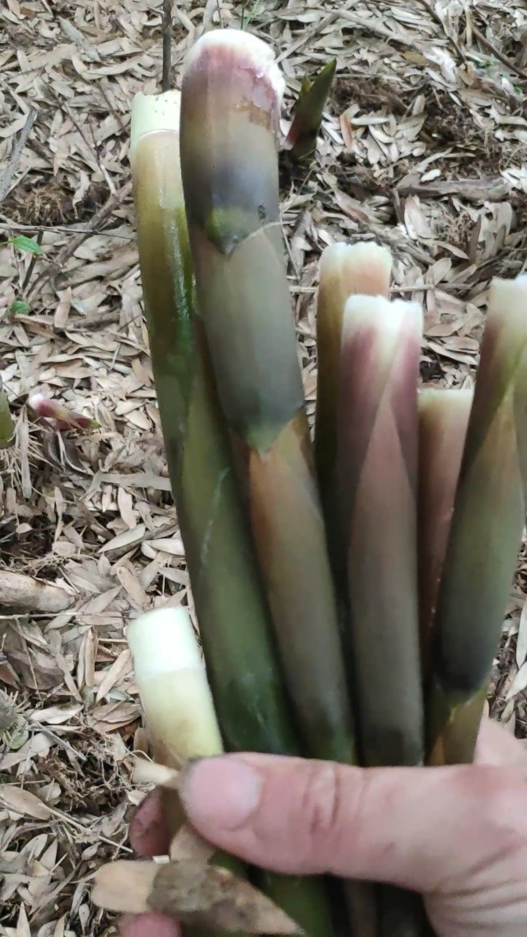 这时候就是拔竹笋的季节,一起进竹林拔笋吧