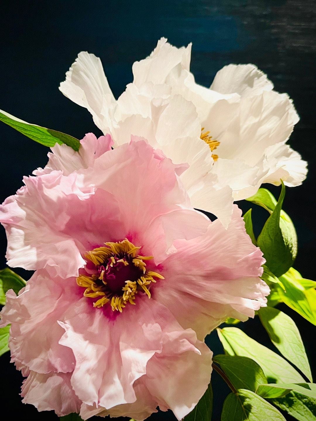 油画牡丹是单瓣牡丹的品种,同时具有药用和油用植物的功能