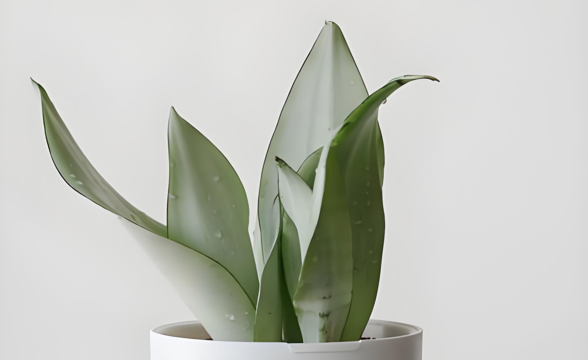 白玉虎皮兰的正确施肥方法