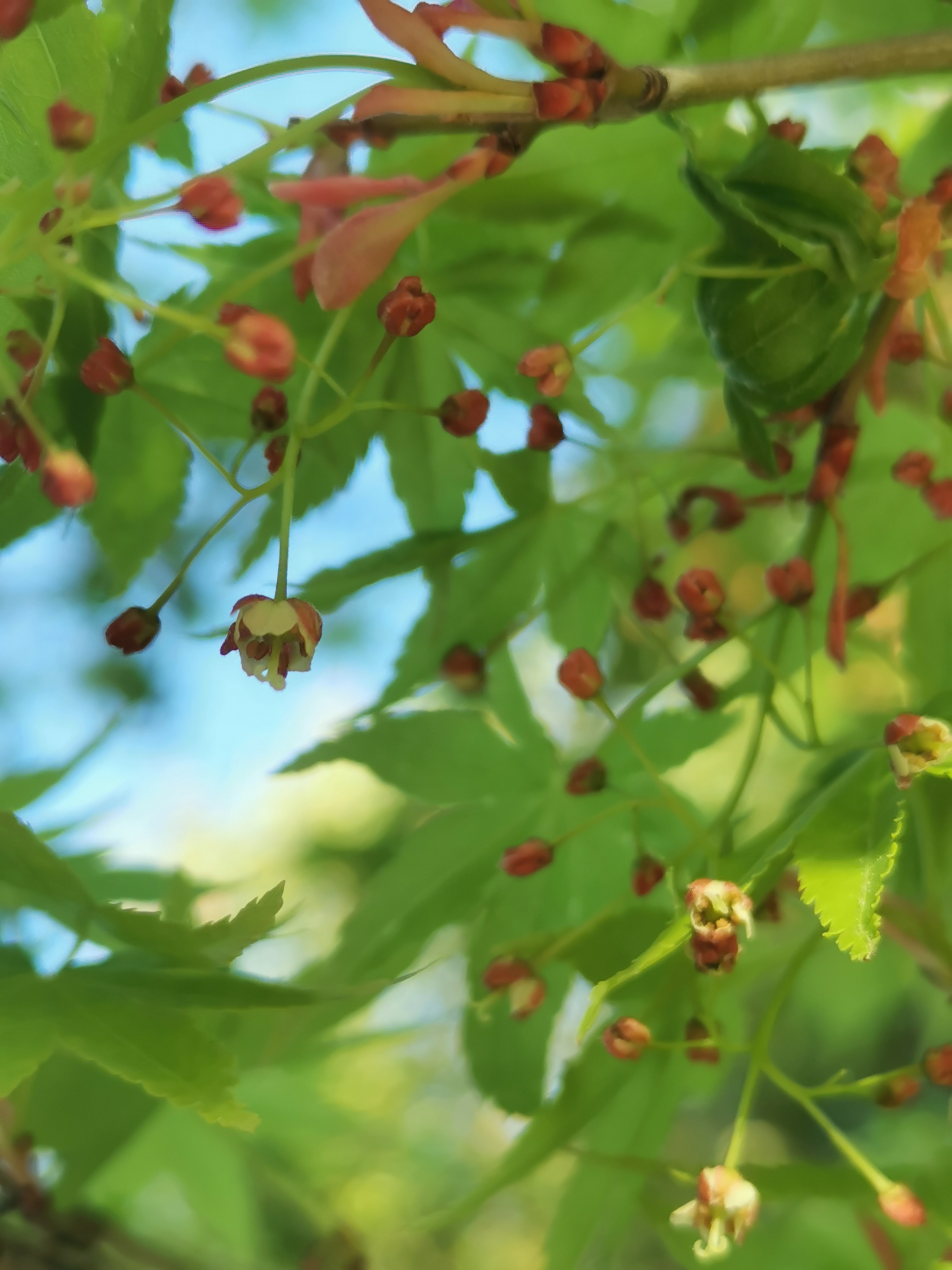 鸡爪槭开花 鸡爪槭是秋天红叶的一大贡献者.