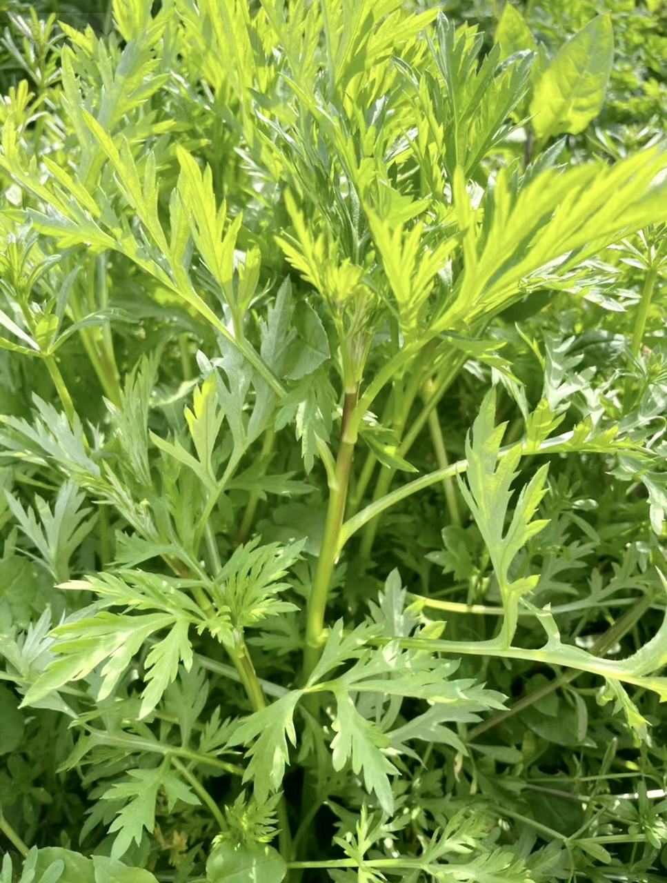 野生藜蒿可以吃吗图片