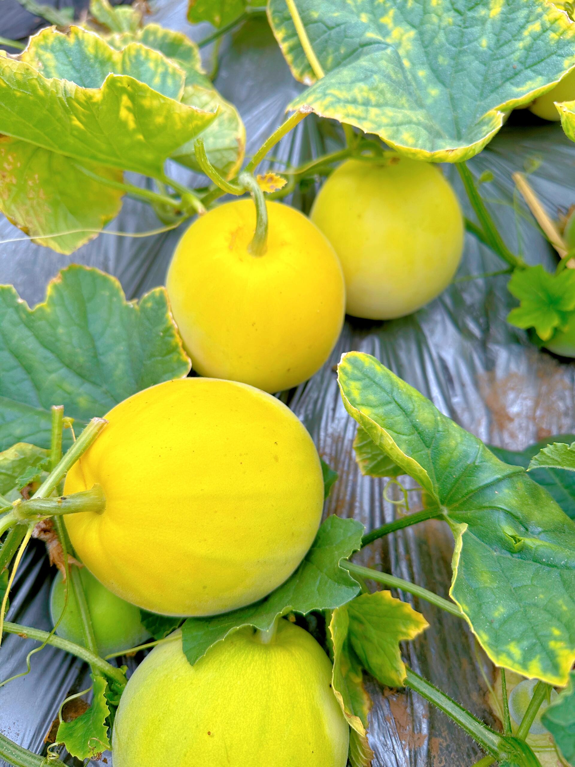 咬一口脆甜小香瓜～快乐不就来了嘛!