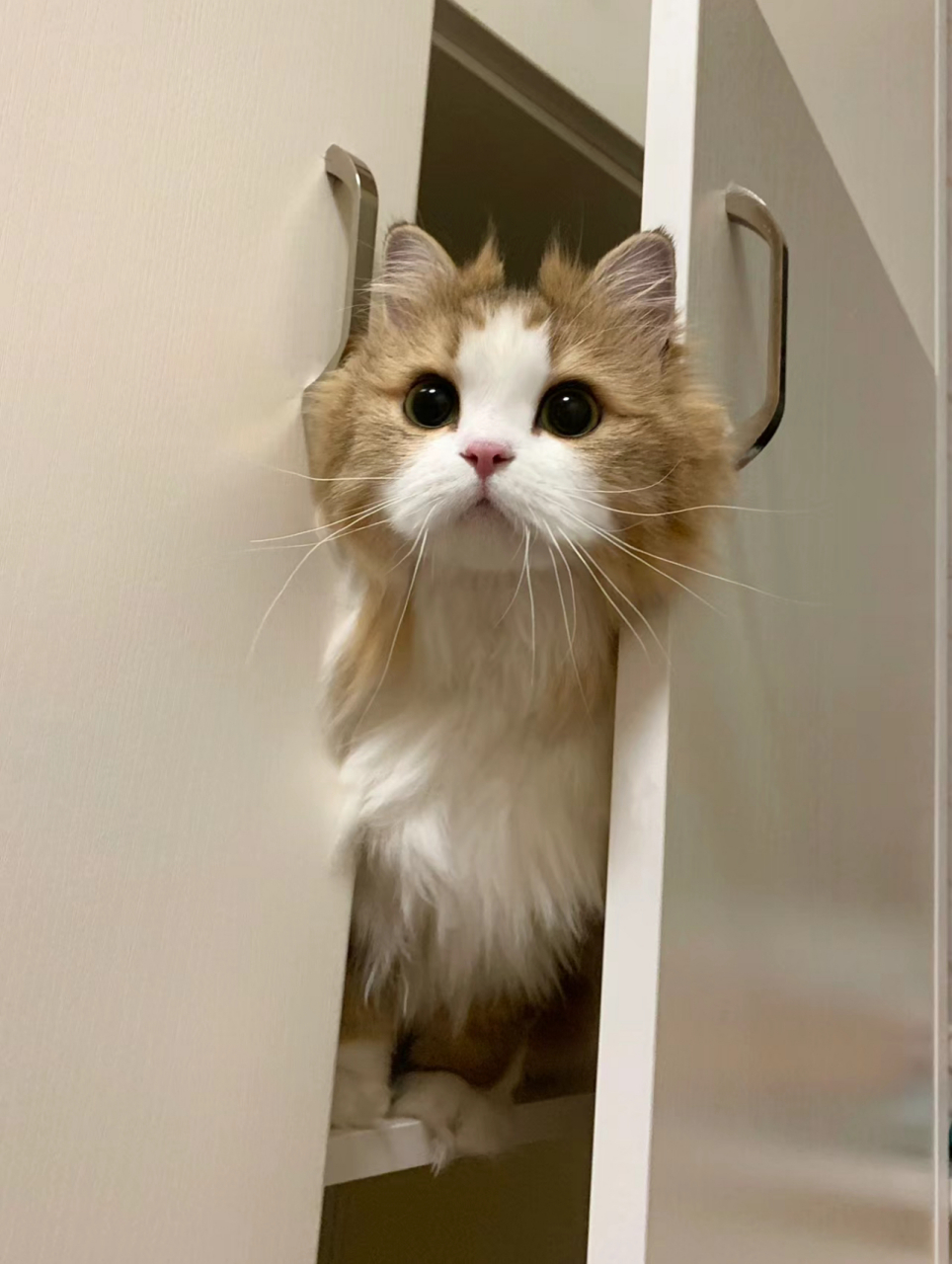 要出门寻找时,小猫咪从柜子里探出头来,一脸疑惑的表情,仿佛在说:妈妈