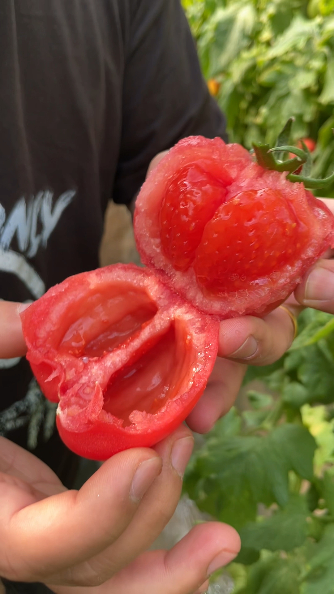 陕西泾阳普罗旺斯水果西红柿!-度小视