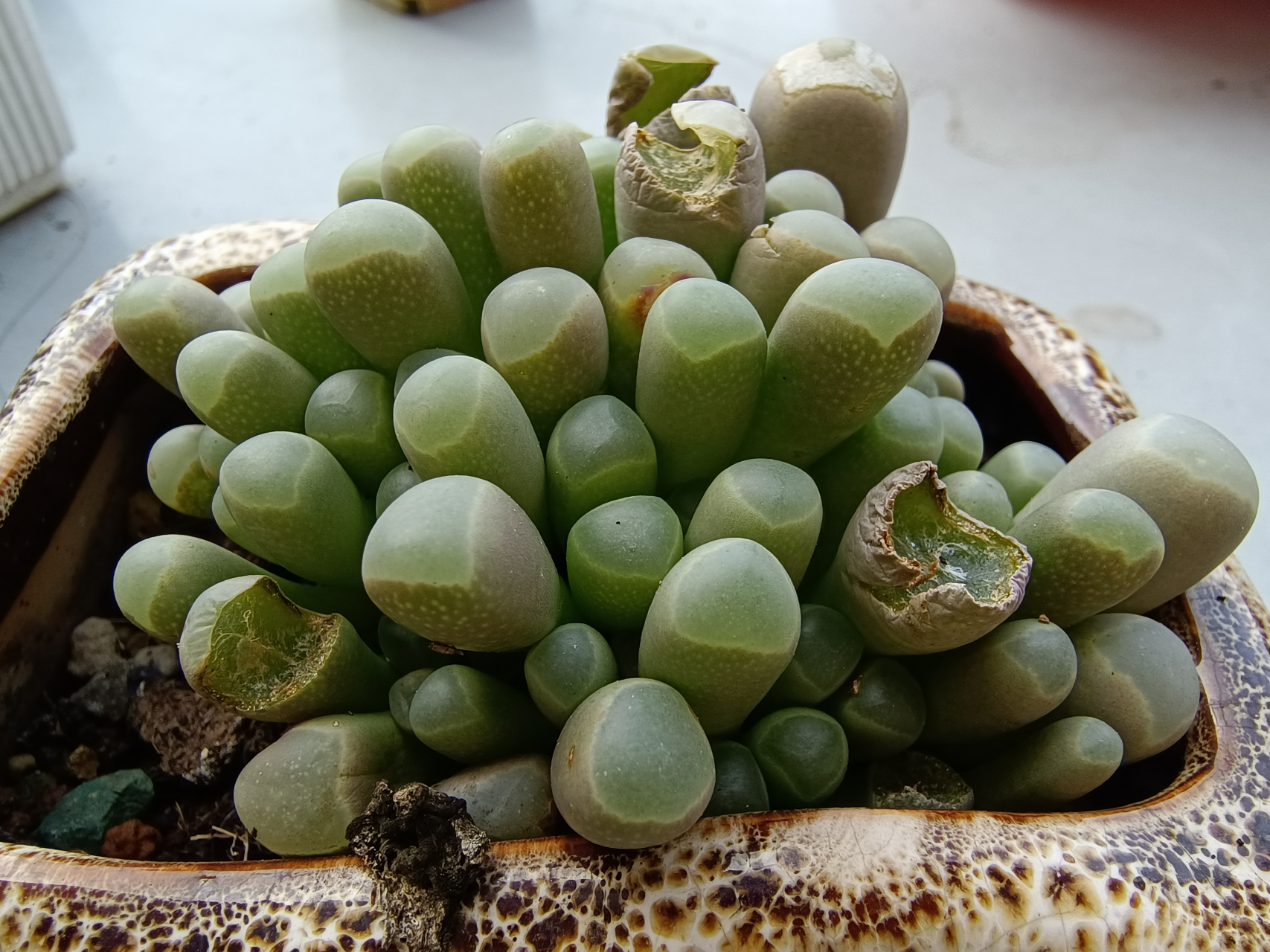 五十铃玉破相了,这鸟也专挑肥嘟嘟的吃