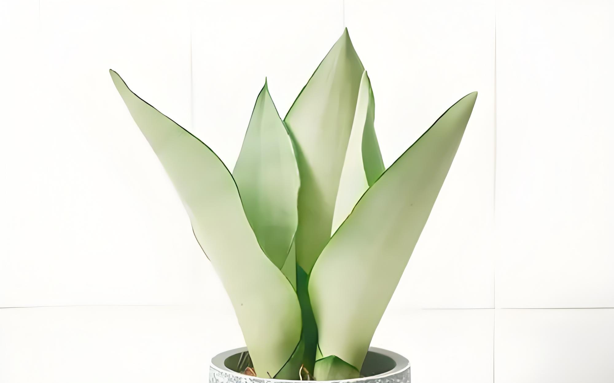 白玉虎皮兰的正确施肥方法