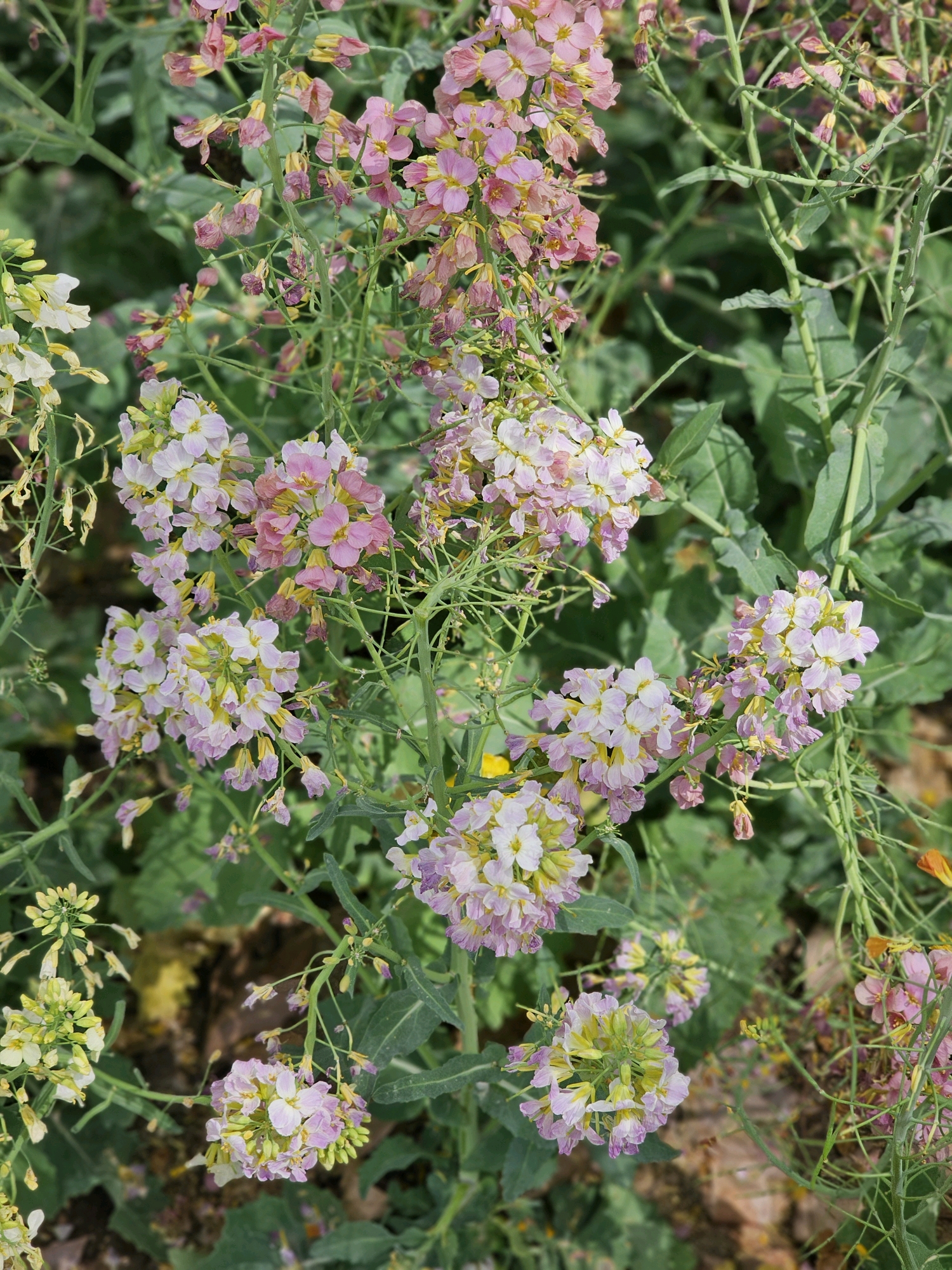 清明假期,农科院彩色油菜花开,缤纷色彩治愈心灵.