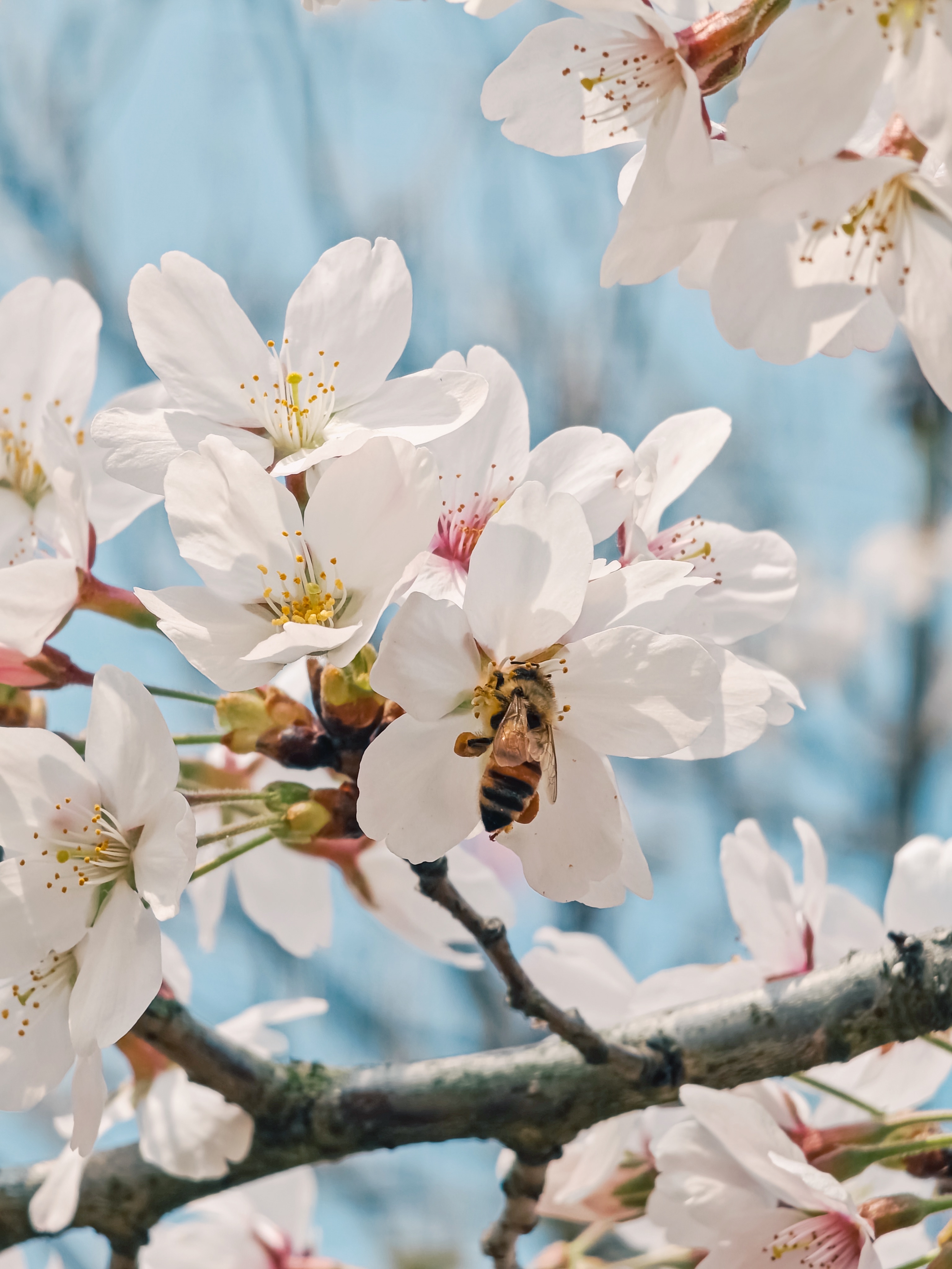 樱花 季节图片