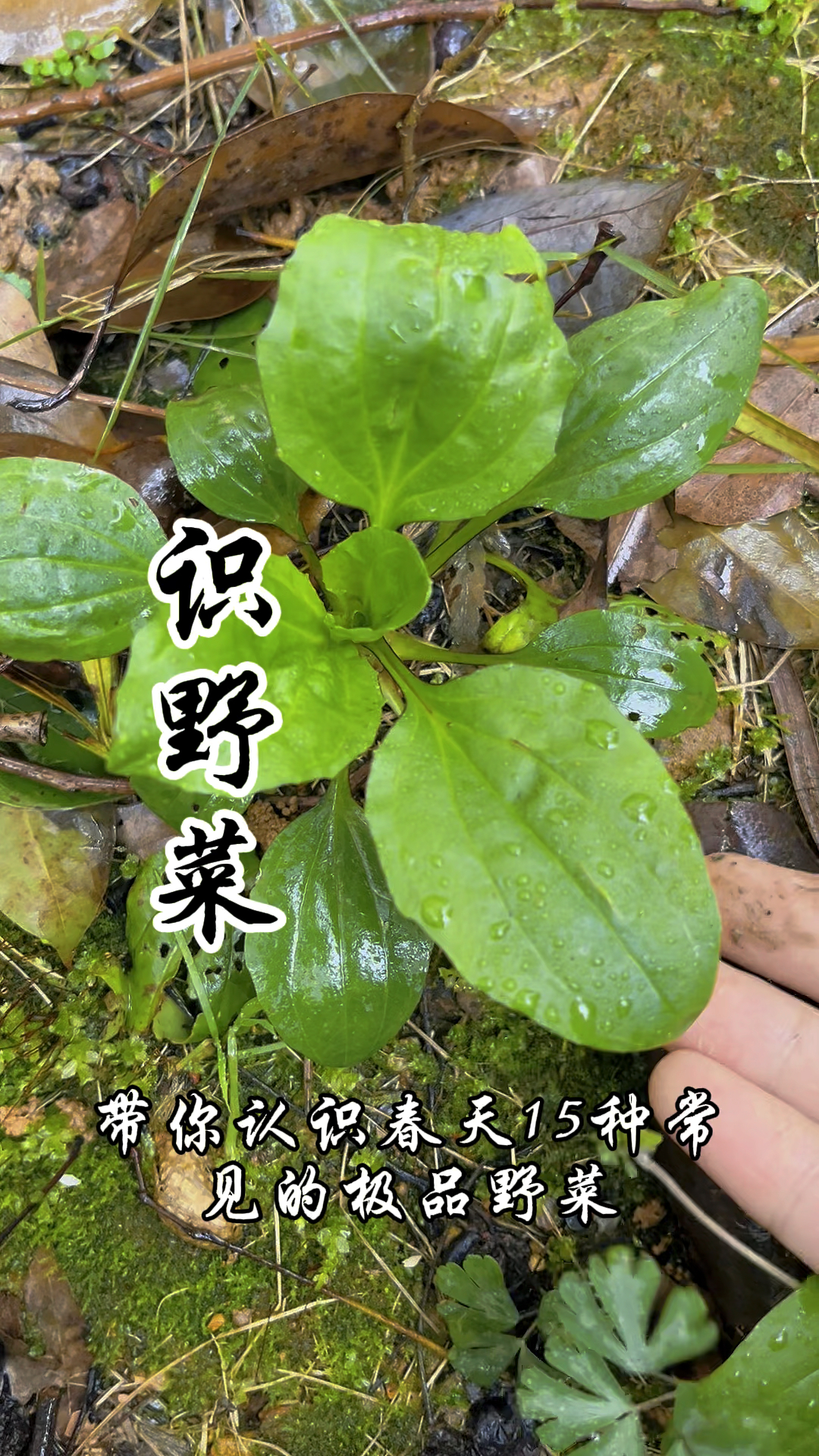 能吃的野菜图片和名字图片