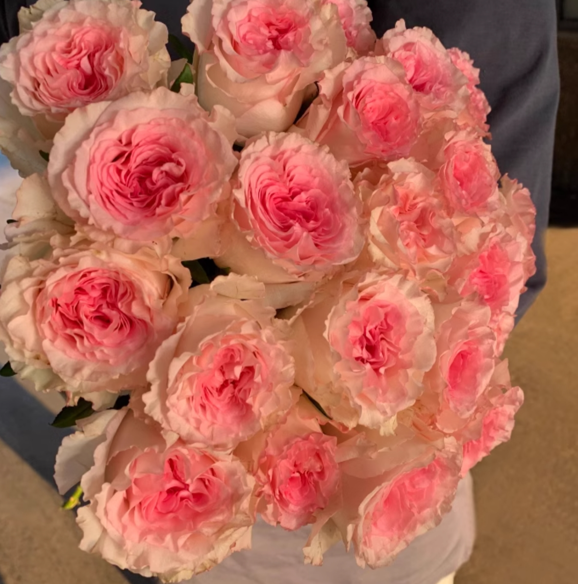 弗洛伊德玫瑰属于高级玫瑰吗