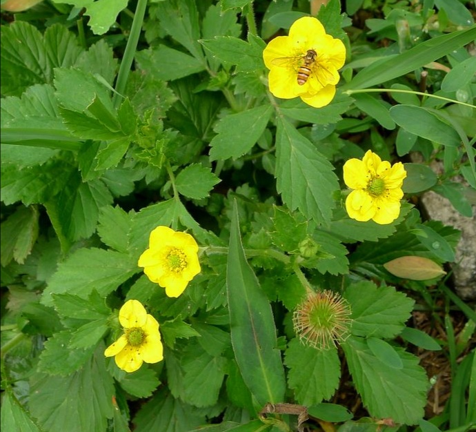 路边青:俗称头晕药,入药叫蓝布正