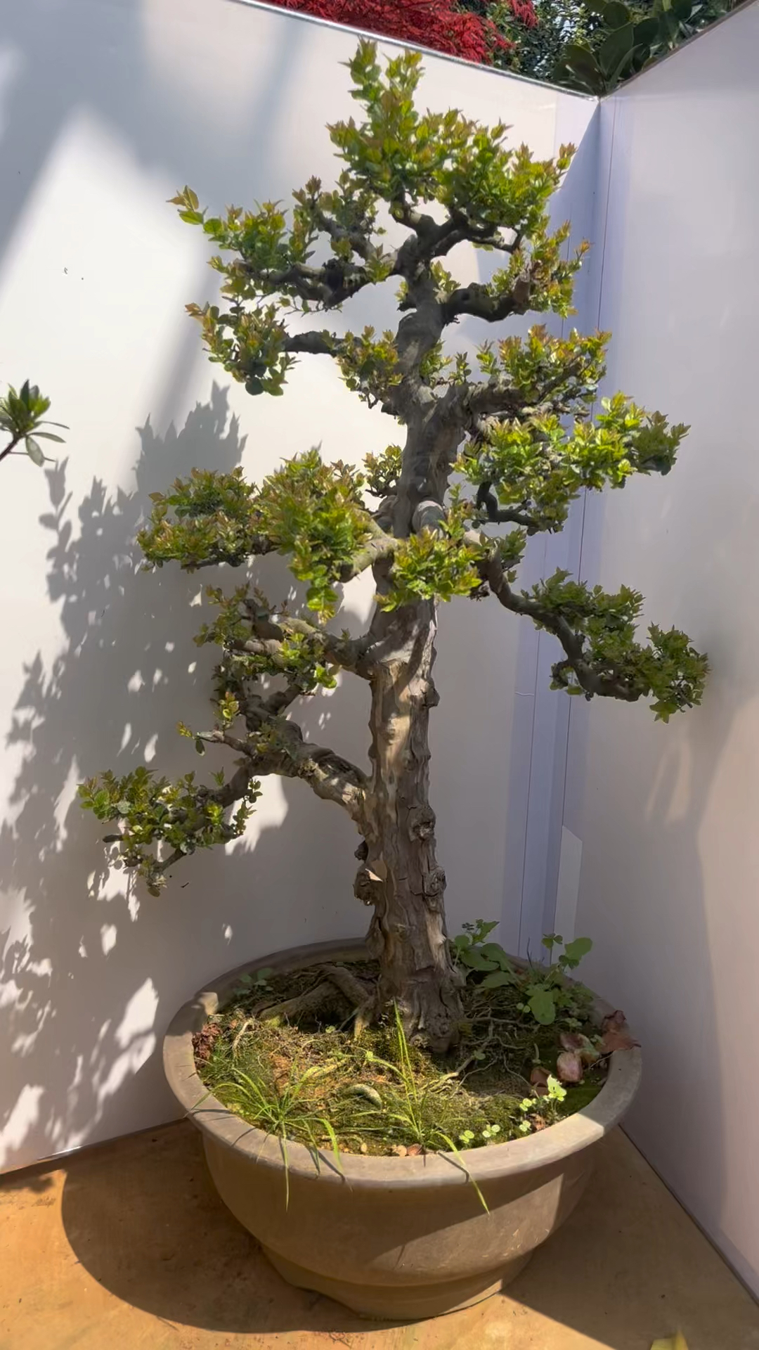 文人老桩雀梅. 别墅庭院植物