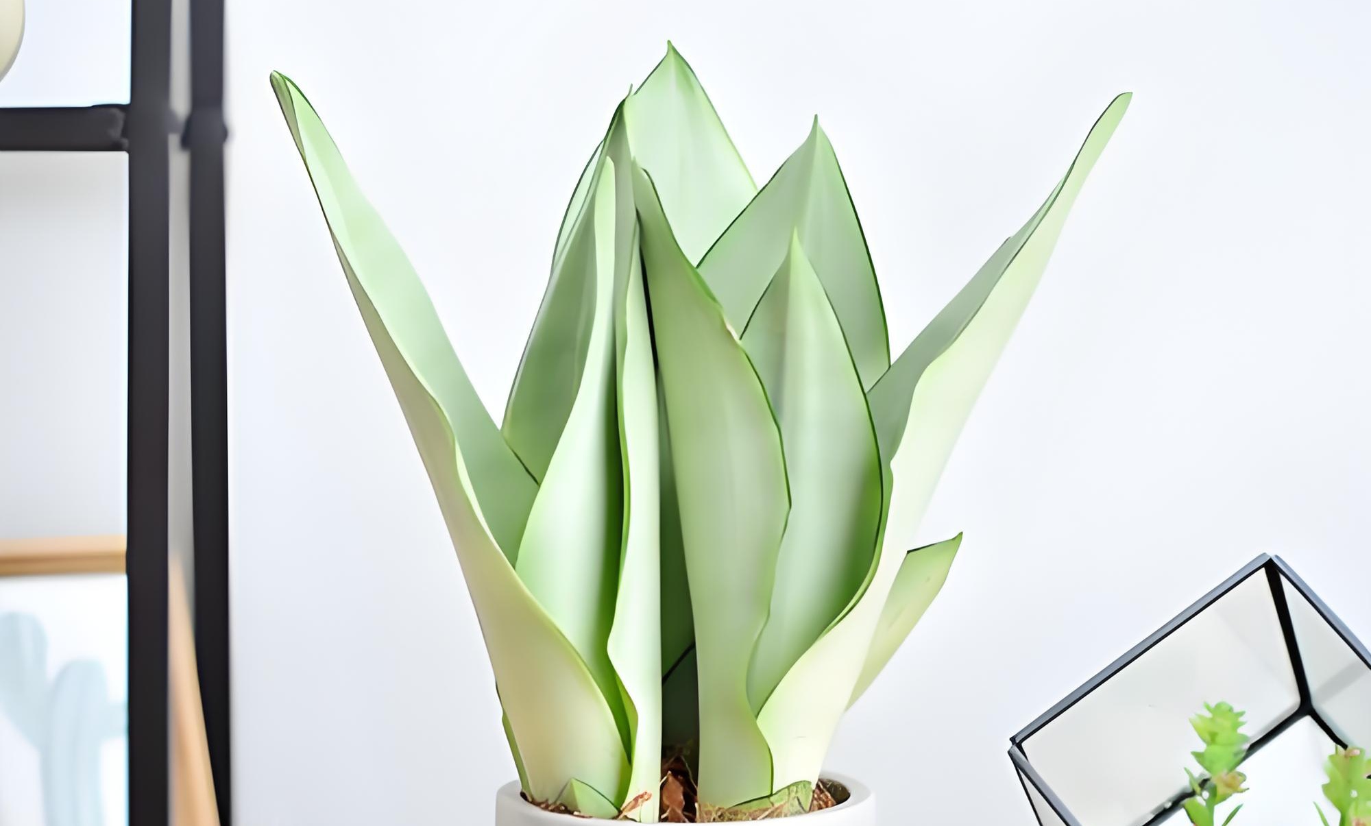 白玉虎皮兰的正确施肥方法