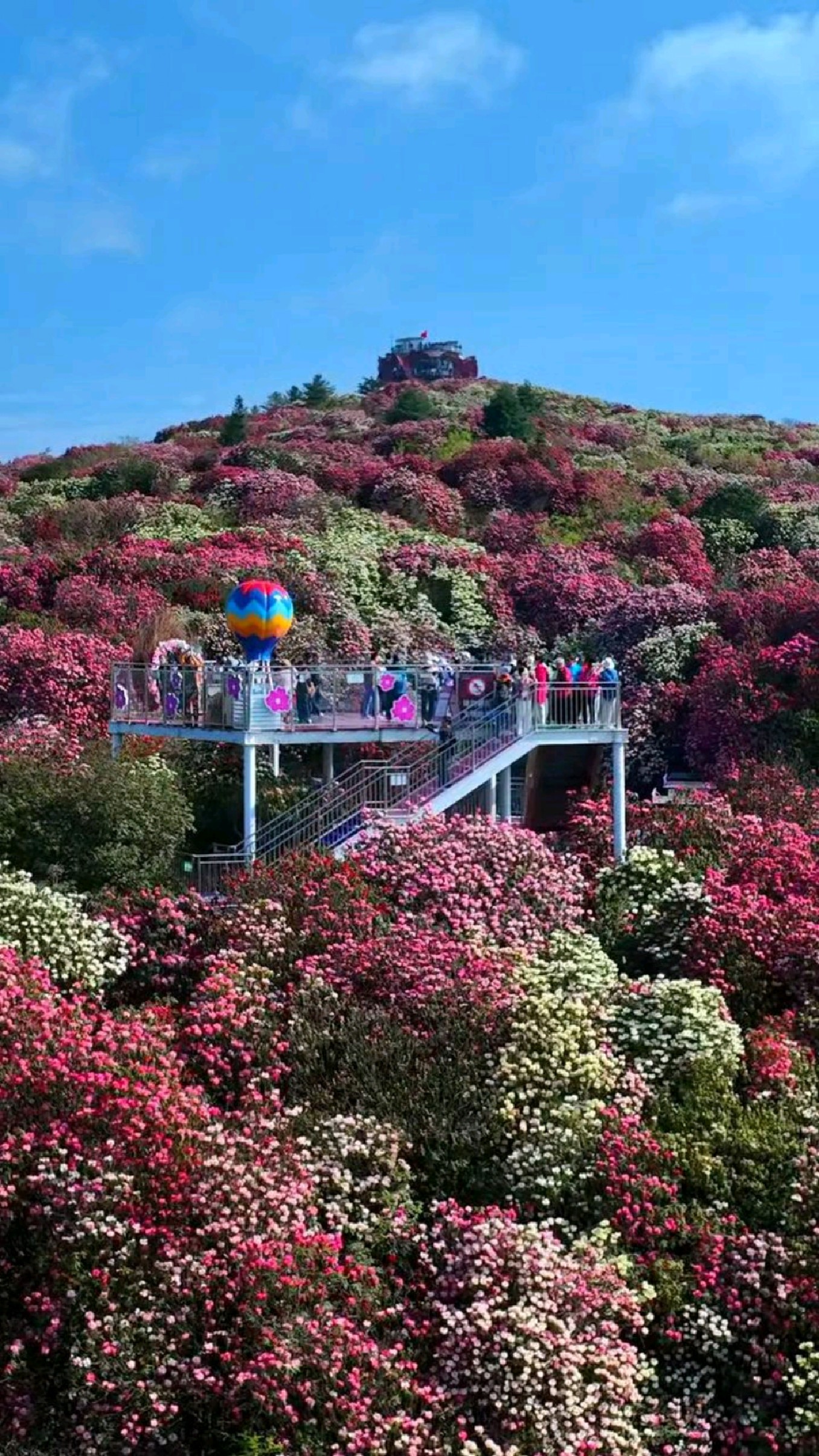 花海毕节,公主请看,漫山遍野的杜鹃花,当然要分享给你