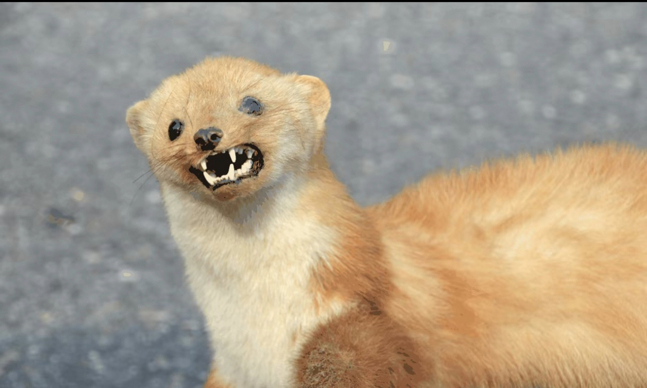 黄鼠狼是一种仅存于中国大陆的小型食肉动物,它和我们熟知的老鼠,狼