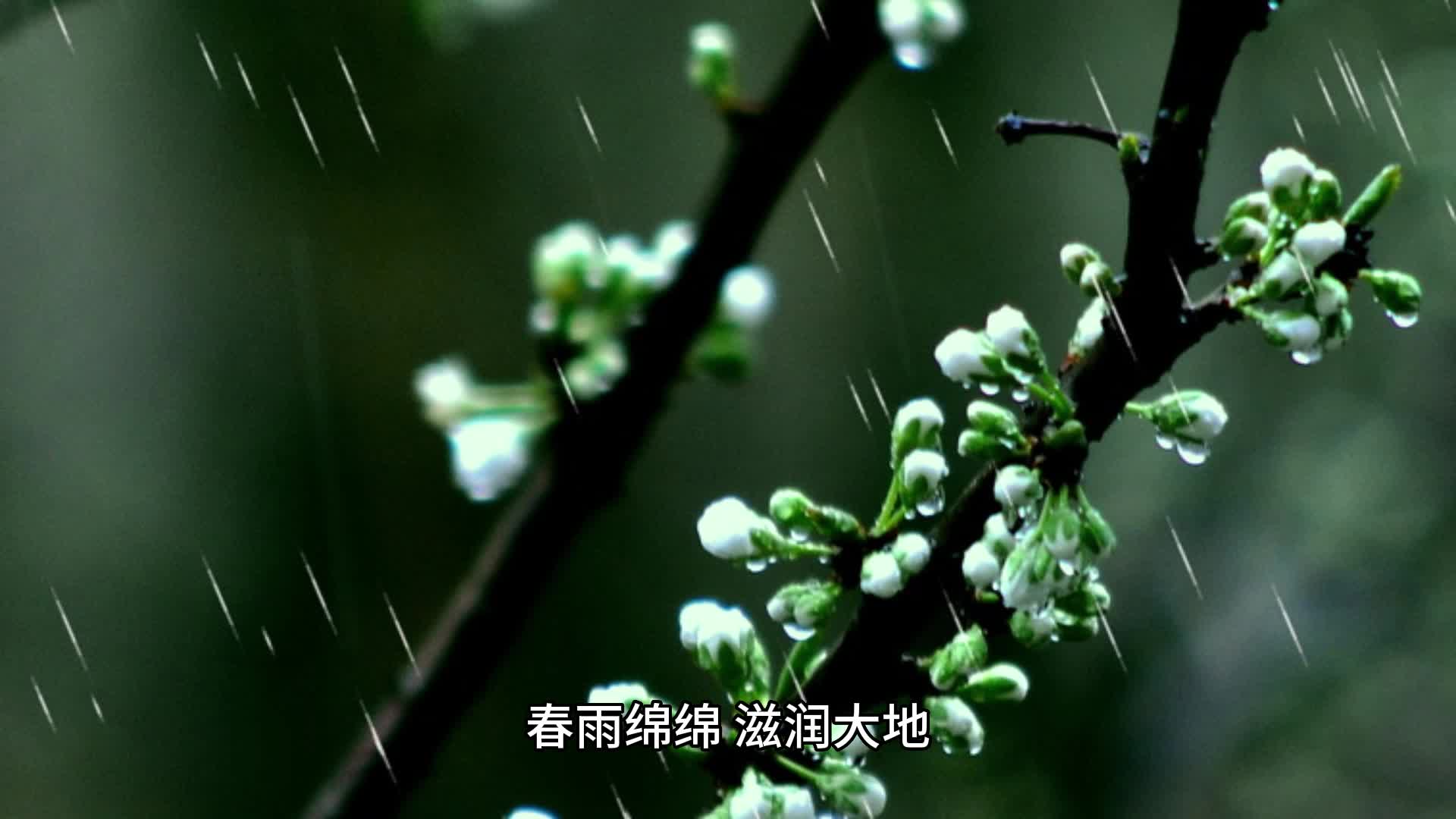 春雨图片大全唯美图片