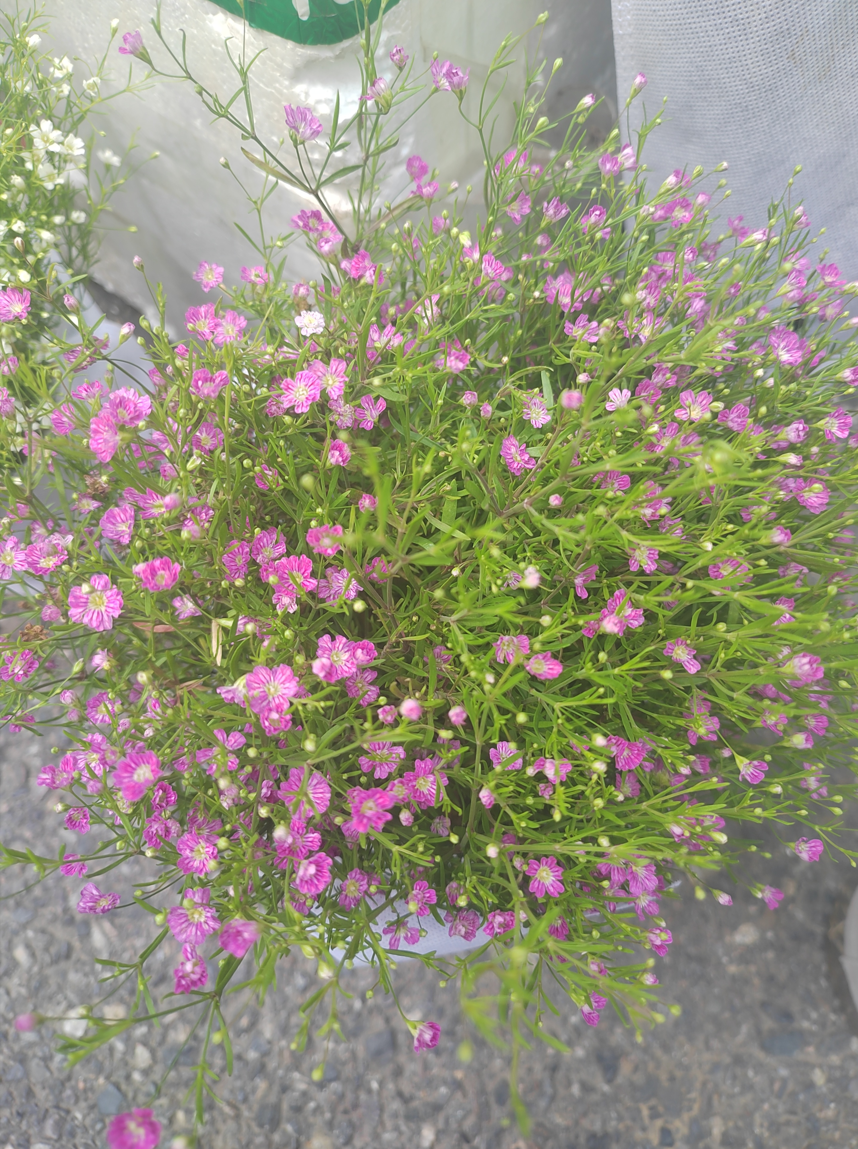 路边遇到一位卖花的大姐,看到星星点点的可爱小花,素雅自然,随手拍了