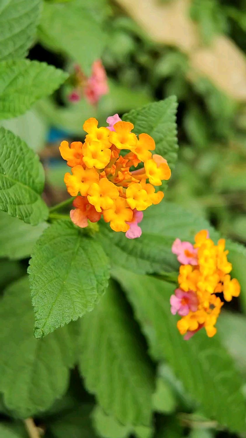 五色花,美丽的同时,它有毒性,像高冷的女人,需要武器保护自己