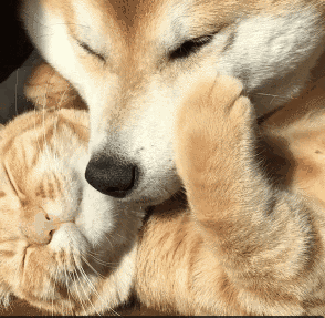 294_287gif 动态图 动图