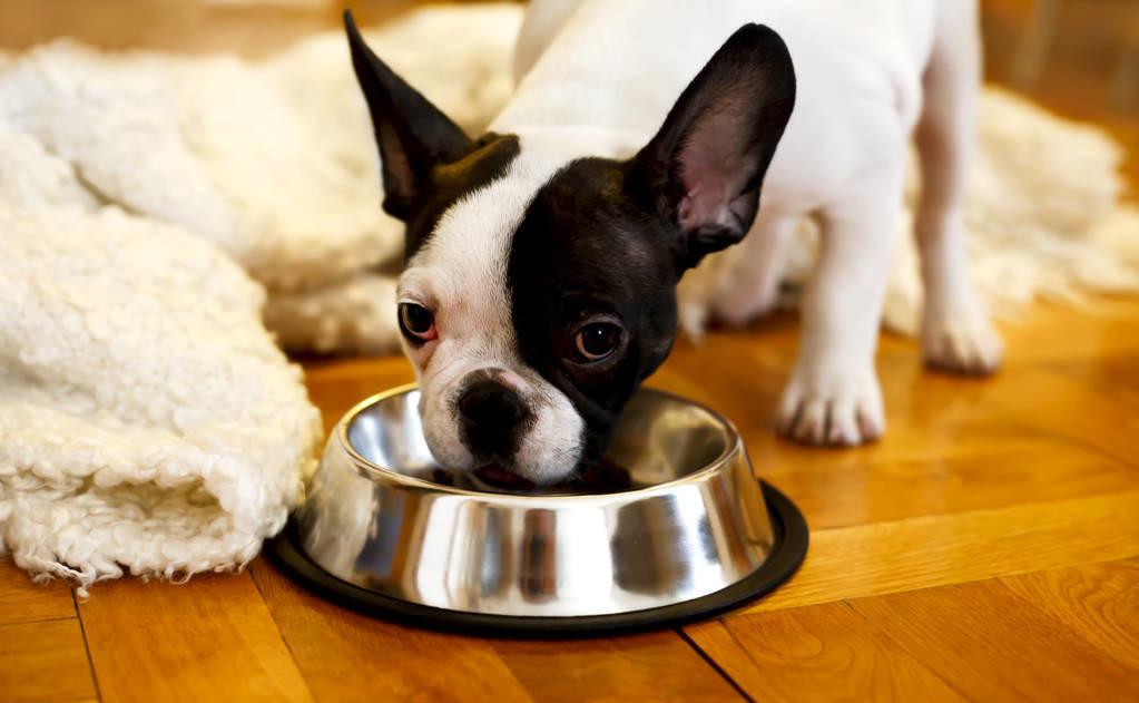 狗狗掉毛吃什么最好?养狗必看