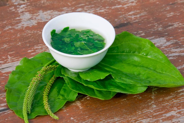 不起眼的车前草也叫勺子草,明目草,煮水作用大,很多人不认识