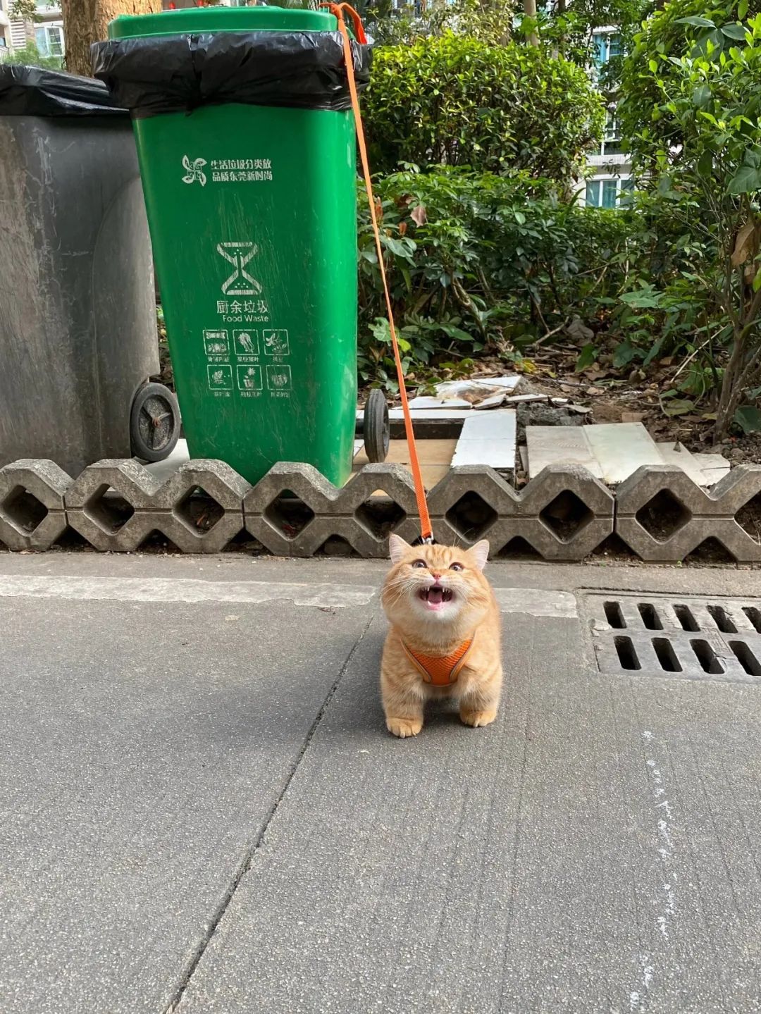 嗷呜钱你自己留着吧 饿了我会自己捡垃圾吃