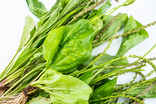 不起眼的车前草也叫勺子草,明目草,煮水作用大,很多人不认识