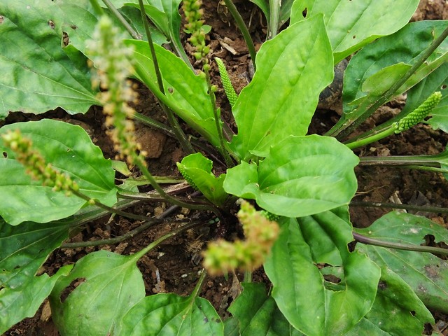 不起眼的车前草也叫勺子草,明目草,煮水作用大,很多人不认识