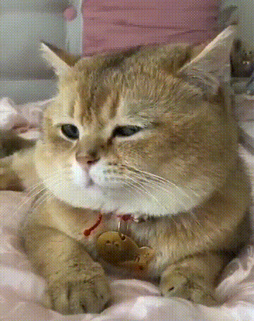 为什么金渐层弃养率也这么高网友养了就想换猫