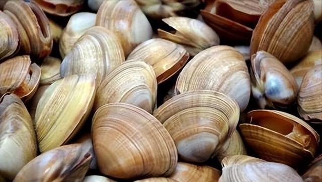 "蛤蜊"到底该怎么读?千万别读成"hala",读错很容易闹出笑话