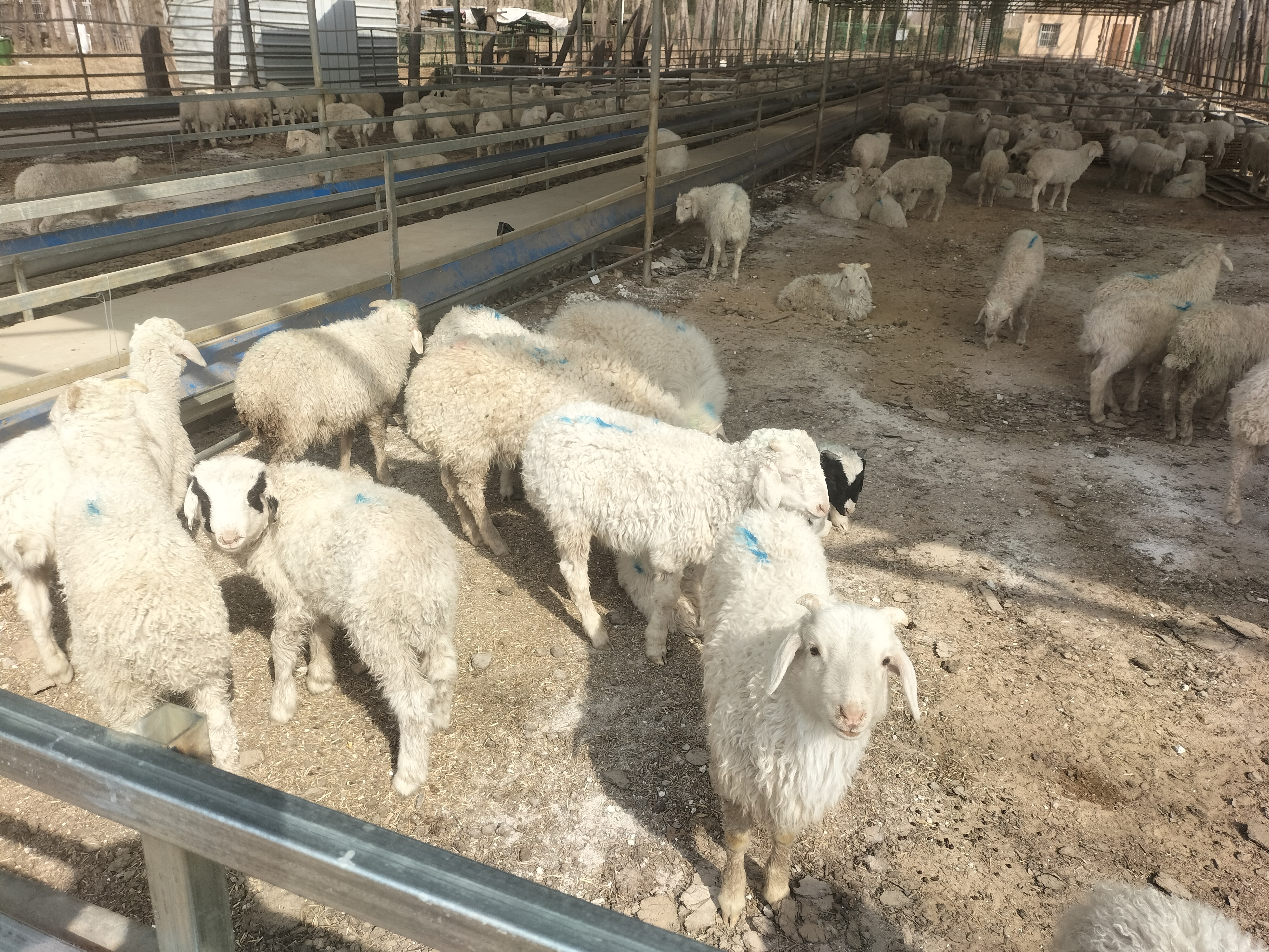 这样的养殖模式到底对不对?能不能走到最后?