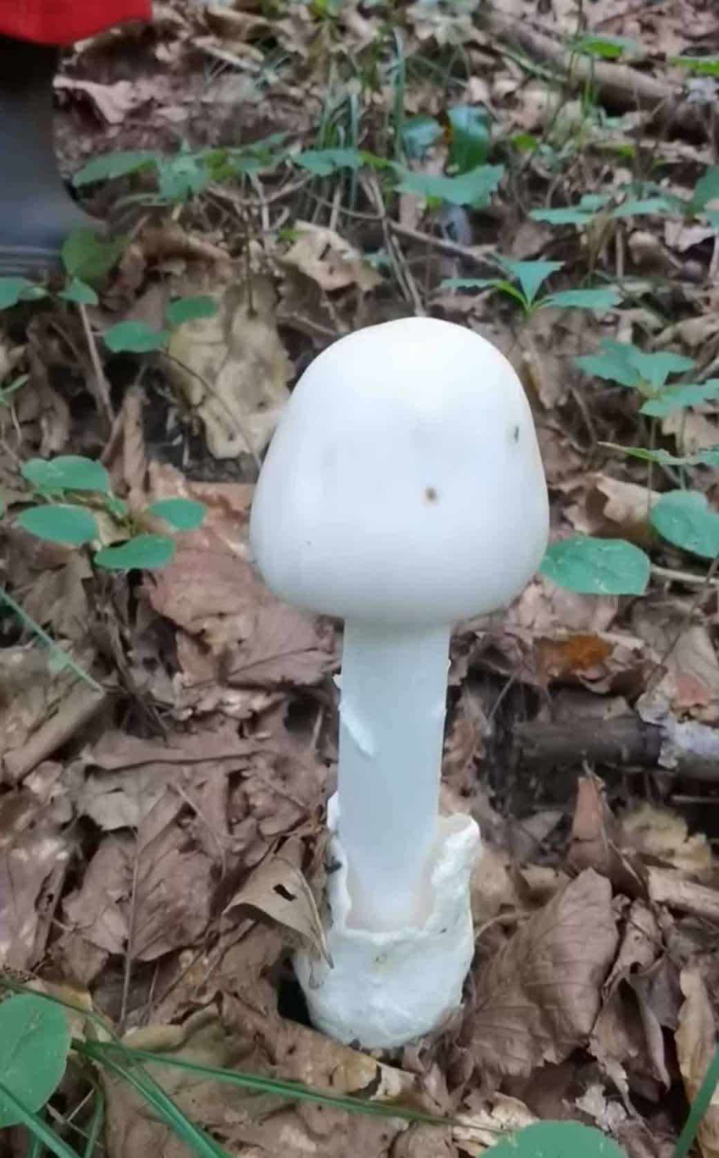 长长的白白的粗粗的蘑菇
