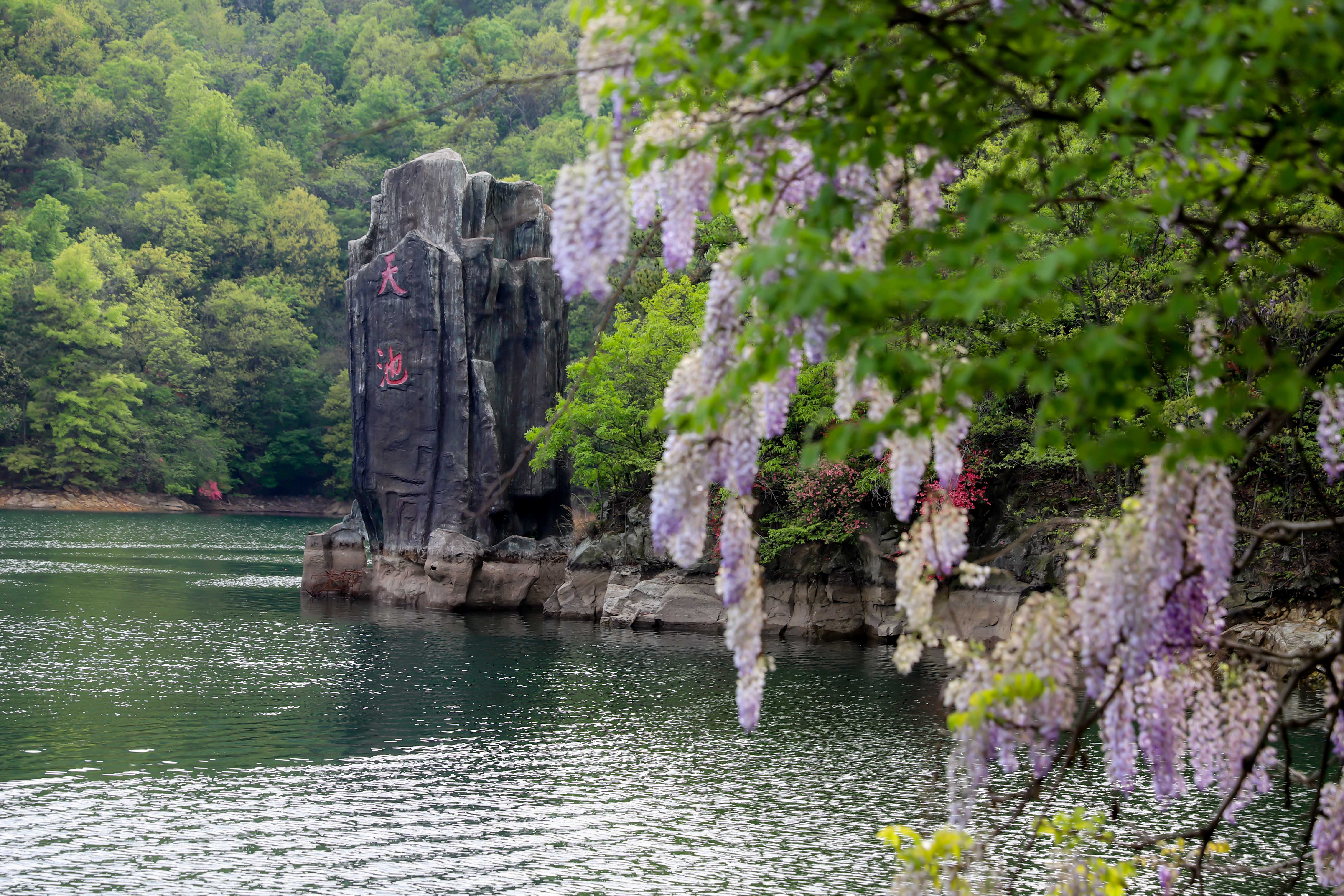 2,景区内紫藤花长廊,除了天池,其他景区难得有这么大面积的木兰天池
