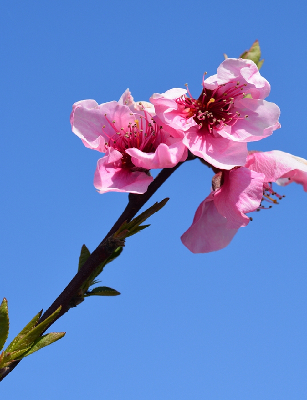 植物科普:春花图鉴,识别各种常见的花 67#云上春山踏青季