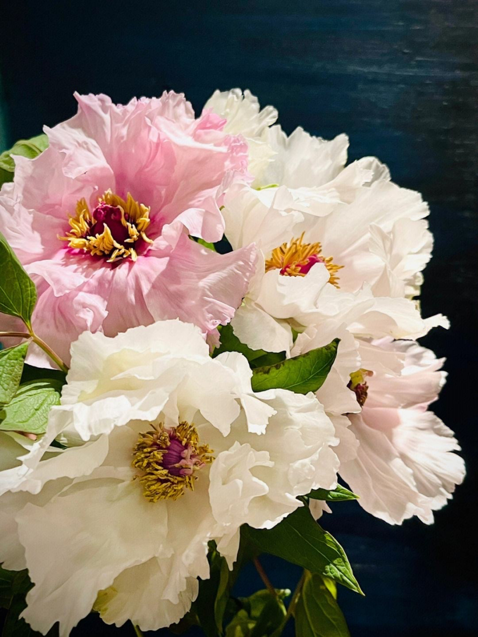 油画牡丹是单瓣牡丹的品种,同时具有药用和油用植物的功能.