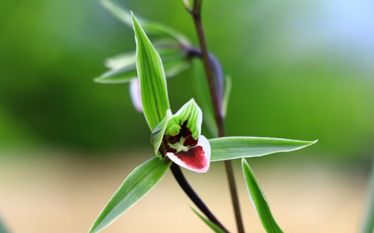 此兰花是我国"独有",被誉为兰中瑰宝,古香古色,极具神韵