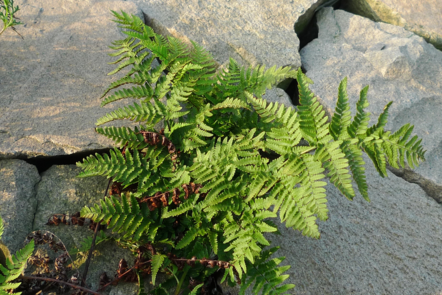 我见到的山东本土野生植物(29)两色鳞毛蕨