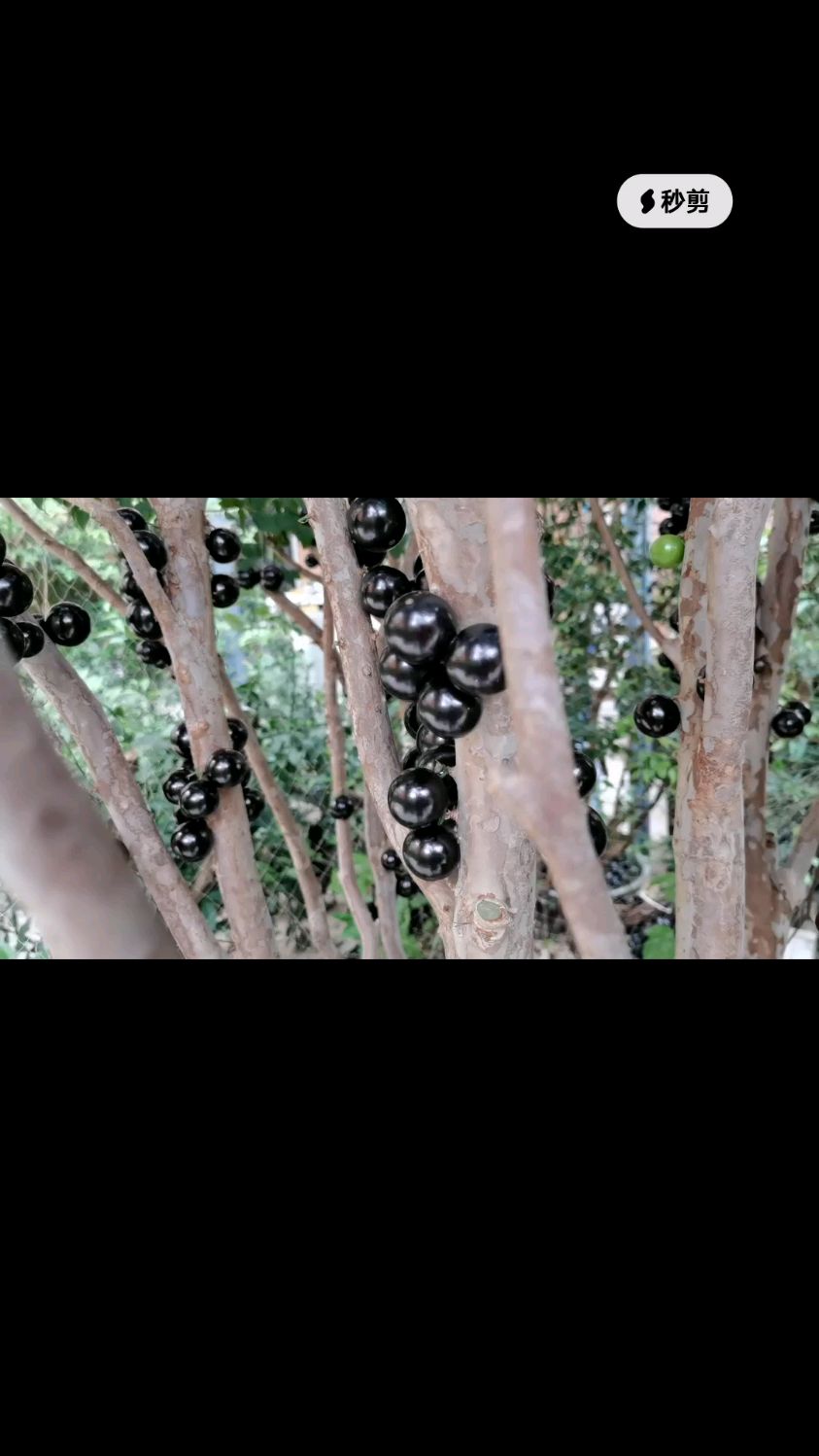 新鲜现摘嘉宝果是真的很好吃