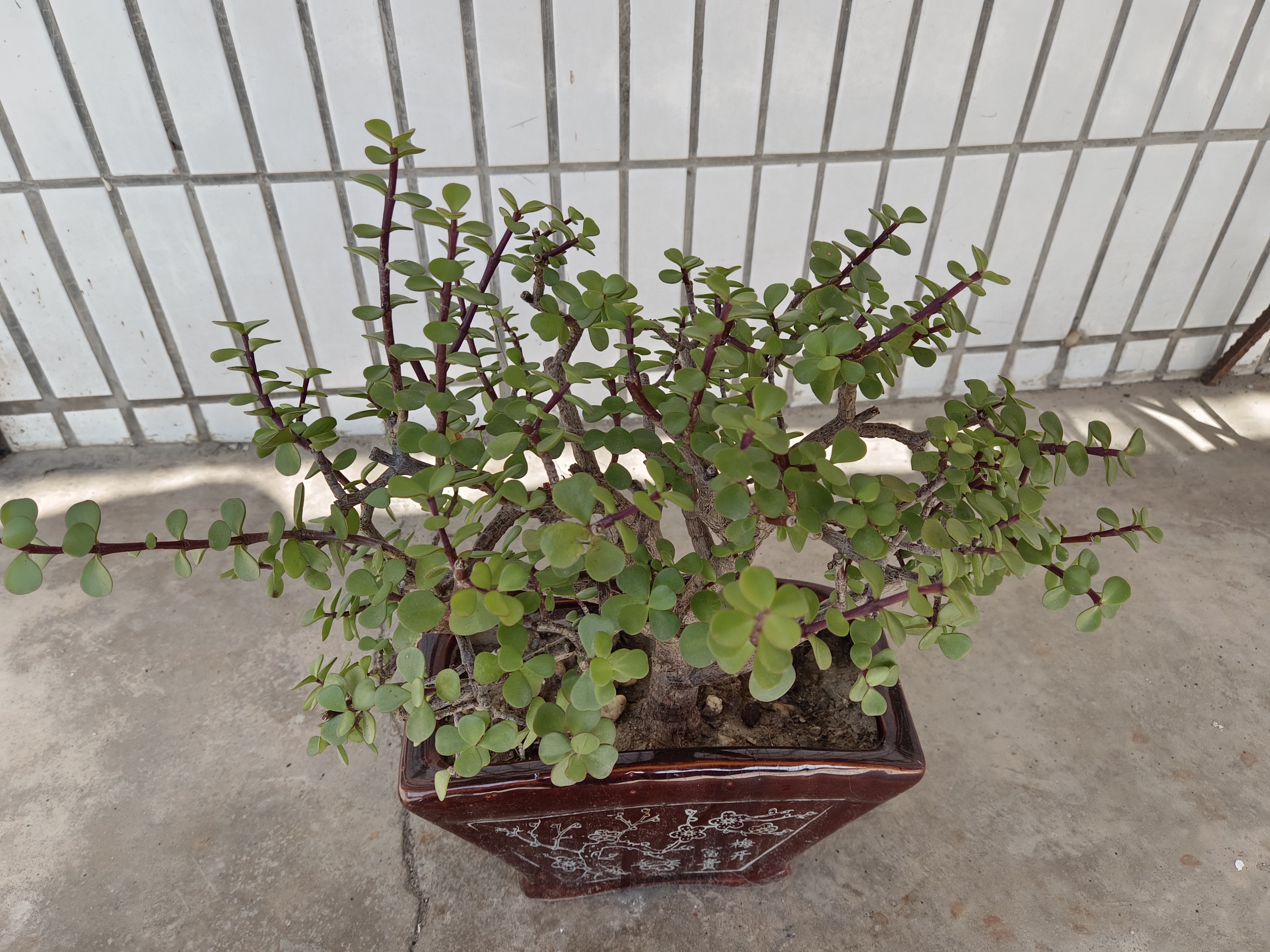 每年都给金枝玉叶修剪,也不知道怎么修好看,胡乱剪了一下,好像不怎么