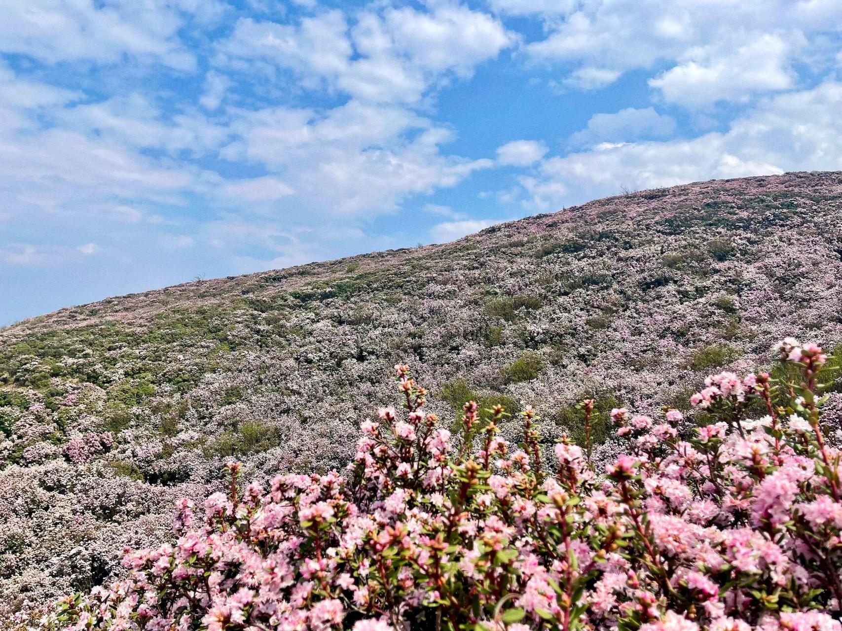 乌蒙大草原|今年的杜鹃花更美更壮观了,今年的杜鹃花盛花期比去年晚