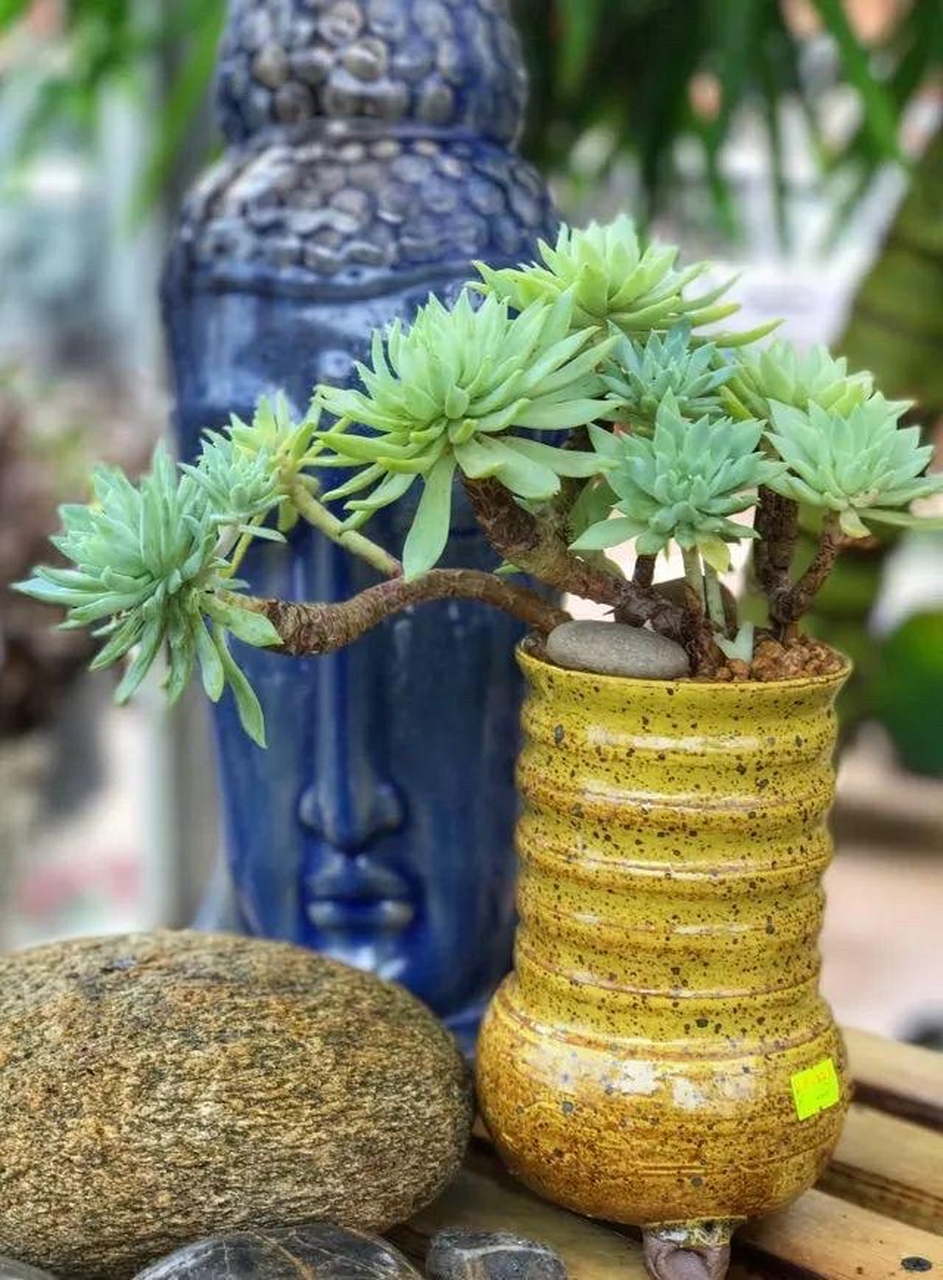 多肉老桩的养护需要注意以下细节:  1.